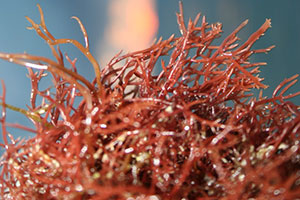 lichen de mer ou pioca ou goémon rouge séché ou déshydraté
