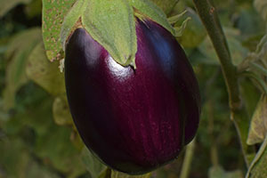 aubergine