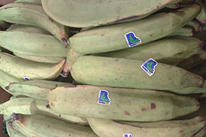 banane plantain