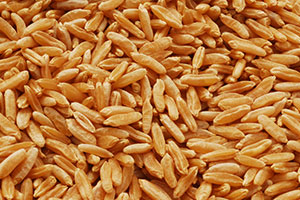 blé de khorasan