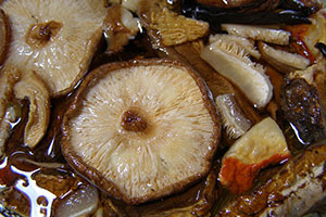 champignon lentin comestible ou shiitaké cuit