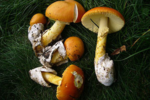 champignon oronge vraie