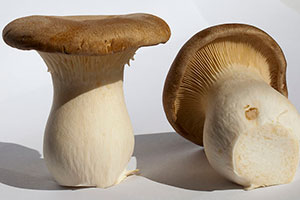 champignon pleurote