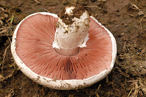 champignon rosé des prés
