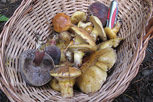 champignon tout type en boîte égoutté