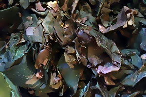 dulse séchée ou déshydratée