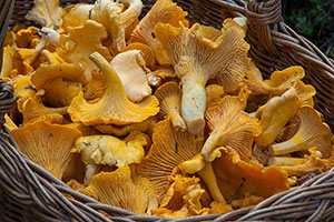 champignon chanterelle ou girolle