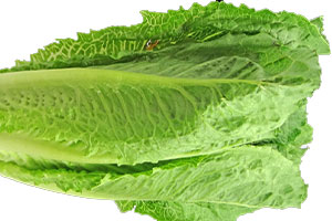 laitue romaine