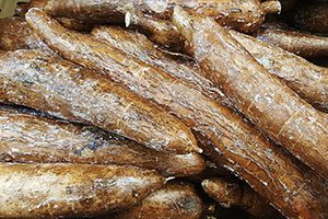 manioc racine cuite