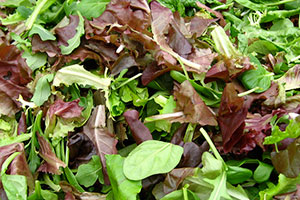 mesclun ou salade mélange de jeunes pousses