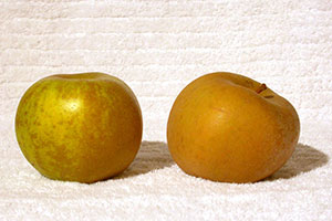 pomme canada